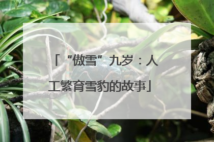 “傲雪”九岁：人工繁育雪豹的故事