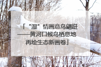 “湿”情画意鸟翩跹——黄河口候鸟栖息地再绘生态新画卷