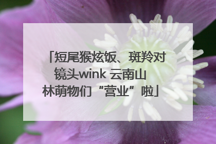 短尾猴炫饭、斑羚对镜头wink 云南山林萌物们“营业”啦