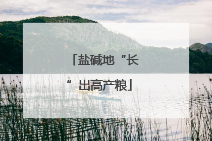 盐碱地“长”出高产粮