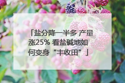 盐分降一半多 产量涨25% 看盐碱地如何变身“丰收田”