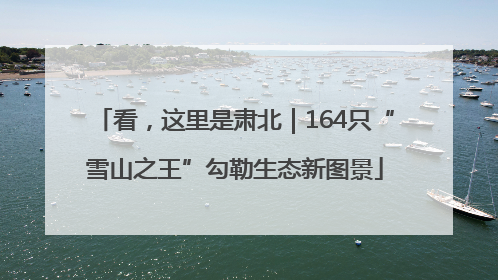 看，这里是肃北｜164只“雪山之王”勾勒生态新图景