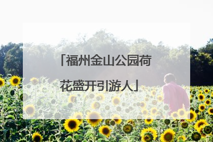 福州金山公园荷花盛开引游人