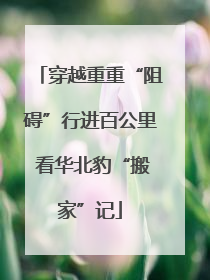 穿越重重“阻碍”行进百公里 看华北豹“搬家”记