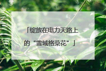 绽放在电力天路上的“雪域格桑花”