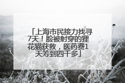 上海市民接力找寻7天！脸被射穿的狸花猫获救，医药费1天筹到四千多