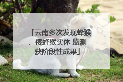 云南多次发现蜂猴、倭蜂猴实体 监测获阶段性成果