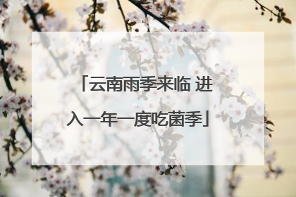 云南雨季来临 进入一年一度吃菌季