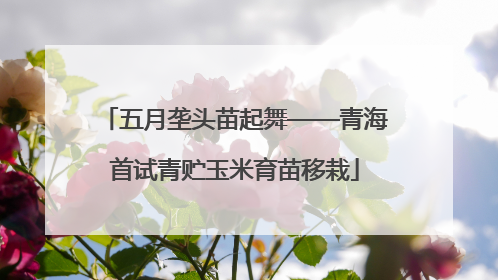 五月垄头苗起舞——青海首试青贮玉米育苗移栽