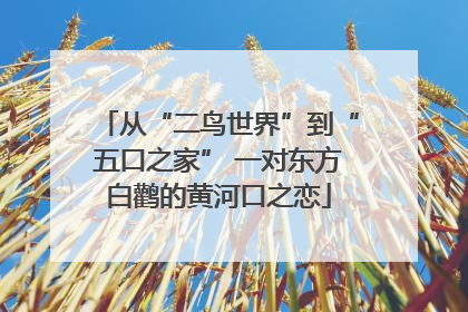 从“二鸟世界”到“五口之家” 一对东方白鹳的黄河口之恋