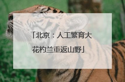 北京：人工繁育大花杓兰重返山野