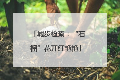 城步检察：“石榴”花开红艳艳