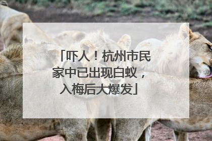 吓人！杭州市民家中已出现白蚁，入梅后大爆发