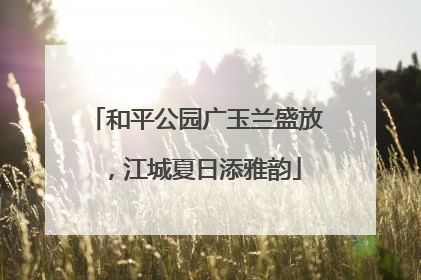 和平公园广玉兰盛放，江城夏日添雅韵