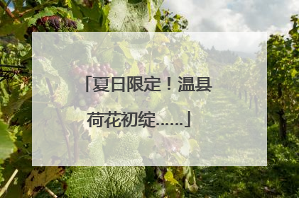 夏日限定！温县荷花初绽……