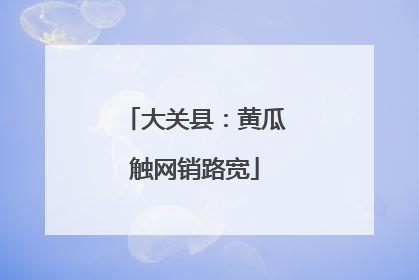 大关县：黄瓜触网销路宽