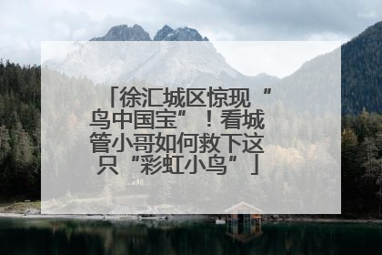徐汇城区惊现“鸟中国宝”！看城管小哥如何救下这只“彩虹小鸟”