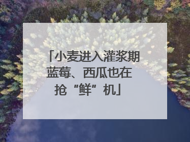 小麦进入灌浆期 蓝莓、西瓜也在抢“鲜”机