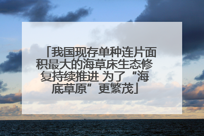 我国现存单种连片面积最大的海草床生态修复持续推进 为了“海底草原”更繁茂