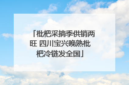 枇杷采摘季供销两旺 四川宝兴晚熟枇杷冷链发全国