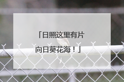 日照这里有片向日葵花海！
