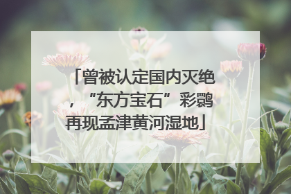 曾被认定国内灭绝，“东方宝石”彩鹮再现孟津黄河湿地