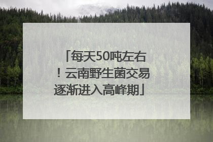 每天50吨左右！云南野生菌交易逐渐进入高峰期