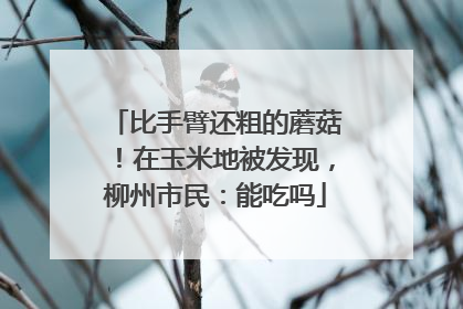 比手臂还粗的蘑菇！在玉米地被发现，柳州市民：能吃吗