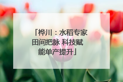 桦川：水稻专家田间把脉 科技赋能单产提升