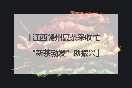 江西赣州夏茶采收忙 “新茶勃发”助振兴