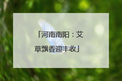 河南南阳：艾草飘香迎丰收