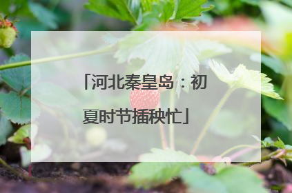 河北秦皇岛：初夏时节插秧忙