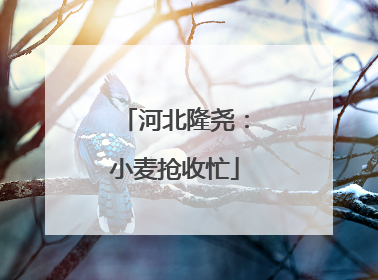河北隆尧：小麦抢收忙