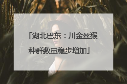 湖北巴东：川金丝猴种群数量稳步增加