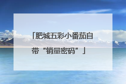 肥城五彩小番茄自带“销量密码”