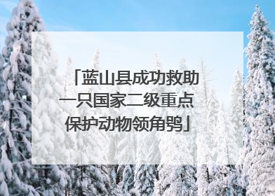 蓝山县成功救助一只国家二级重点保护动物领角鸮