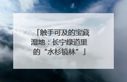 触手可及的宝藏湿地：长宁绿道里的“水杉镜林”