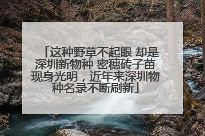这种野草不起眼 却是深圳新物种 密穗砖子苗现身光明，近年来深圳物种名录不断刷新