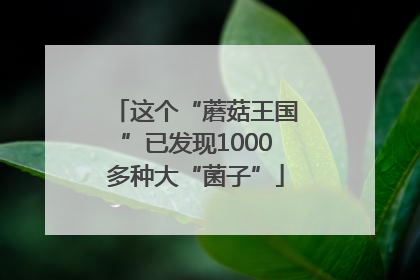 这个“蘑菇王国”已发现1000多种大“菌子”