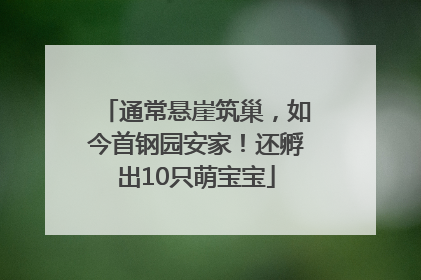 通常悬崖筑巢，如今首钢园安家！还孵出10只萌宝宝