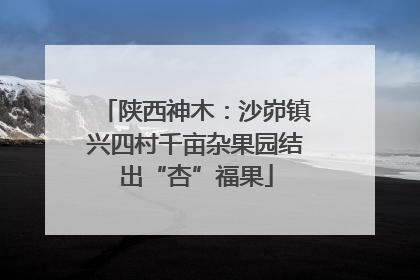 陕西神木：沙峁镇兴四村千亩杂果园结出“杏”福果