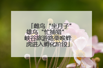 雌鸟“坐月子”雄鸟“忙捕猎” 峡谷旅游路栗喉蜂虎进入孵化阶段