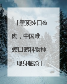 黑顶蛙口夜鹰，中国唯一蟆口鸱科物种现身临沧