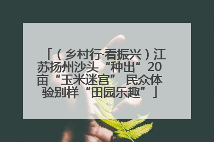 （乡村行·看振兴）江苏扬州沙头“种出”20亩“玉米迷宫” 民众体验别样“田园乐趣”